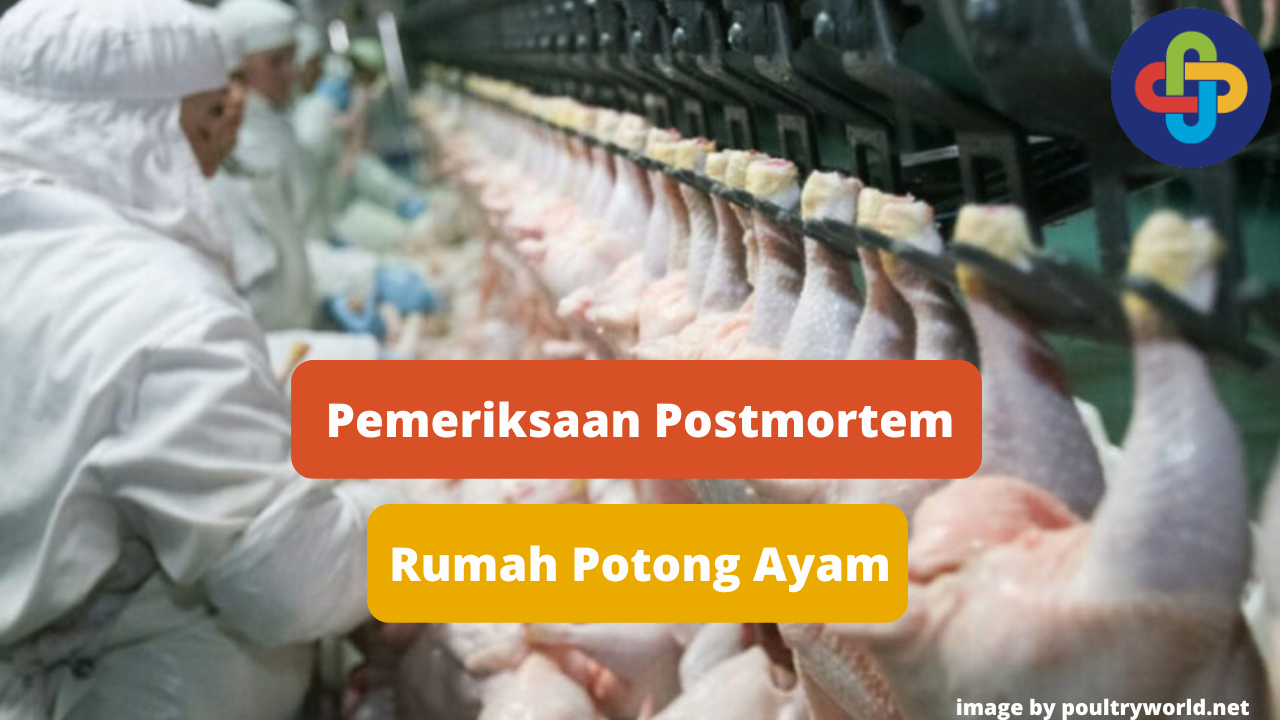 Berikut Ini Pemeriksaan Postmortem di Rumah Potong Ayam (RPA)